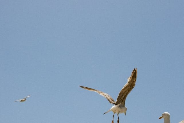 Bird Watchers Morocco