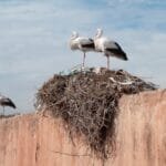 Bird Watchers Morocco