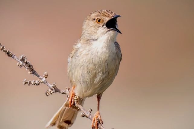 3 days birding tour