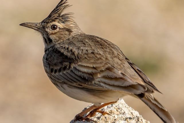 15 Days Birding Tour in Morocco