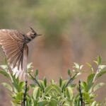 Bird Watchers Morocco