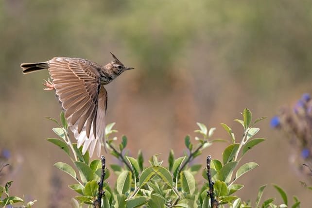 Bird Watchers Morocco