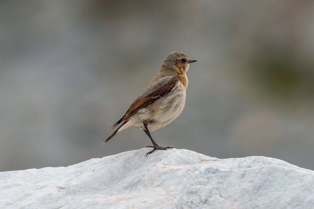 1 Day Birding Tour
