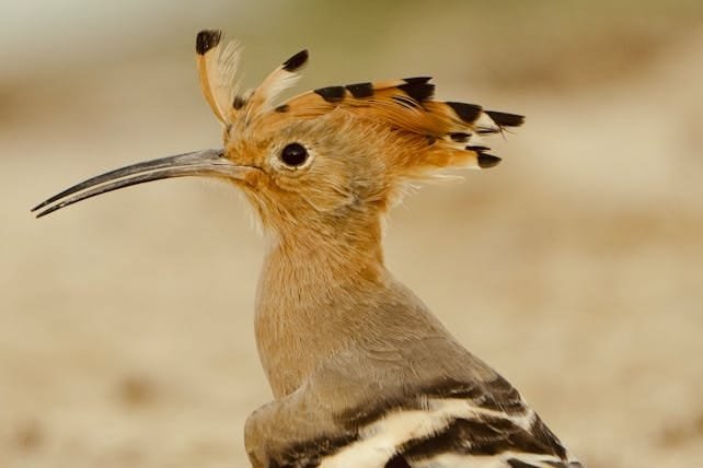 15 Days Birding Tour in Morocco