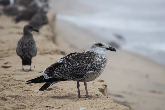 15 Days Birding Tour in Morocco