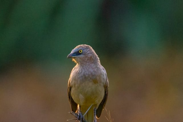15 Days Birding Tour in Morocco