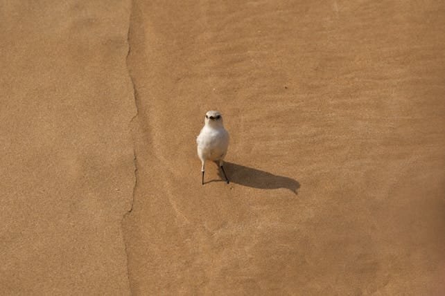 15 Days Birding Tour in Morocco