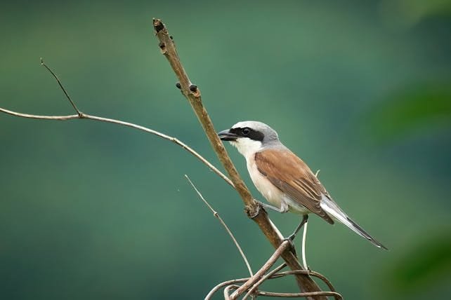 15 Days Birding Tour in Morocco