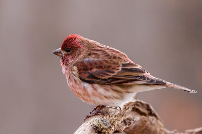 4 Day Birding Tour